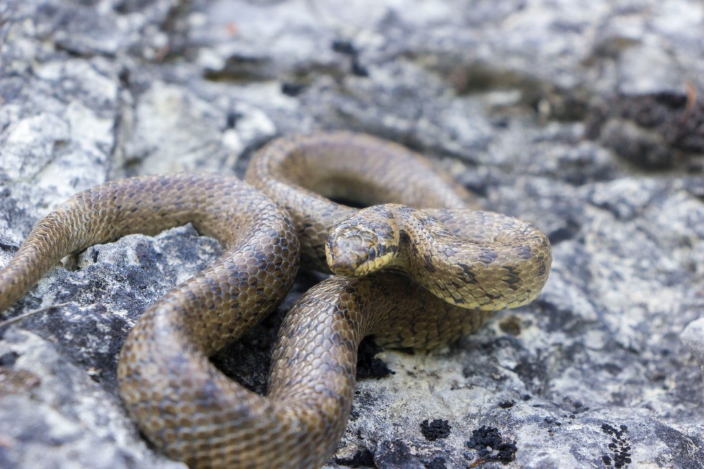 I Serpenti del Teramano: riconoscimento e distribuzione delle diverse specie presenti